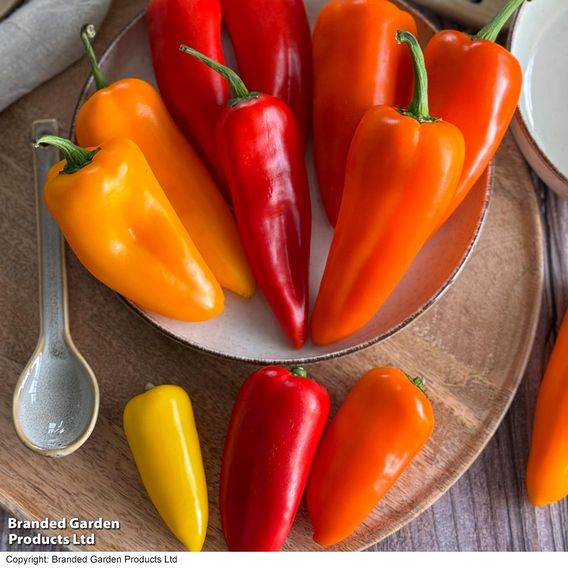 Pepper 'Super Snack' Collection