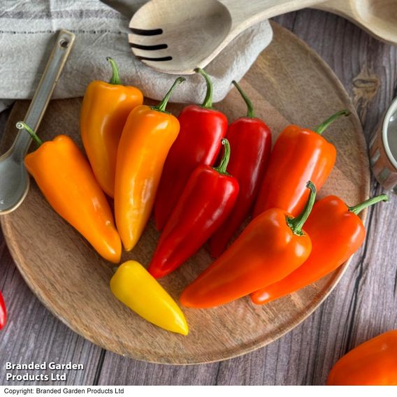 Pepper 'Super Snack' Collection