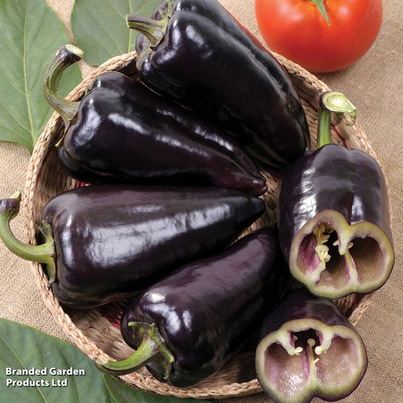 Sweet Pepper Black Knight F1 - Seeds
