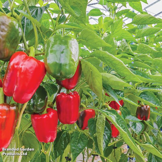 Sweet Pepper 'Californian Wonder' - Seeds
