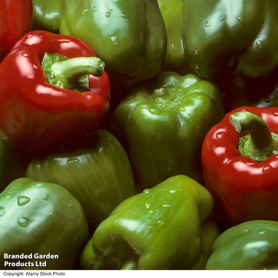 Sweet Pepper 'Californian Wonder' - Seeds