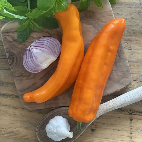 Sweet Pepper 'Cleor' (Grafted)