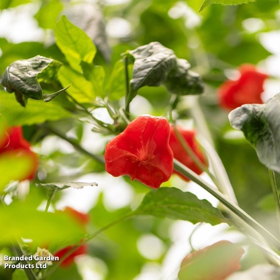 Sweet Pepper 'Sweet Coronet' (Grafted)
