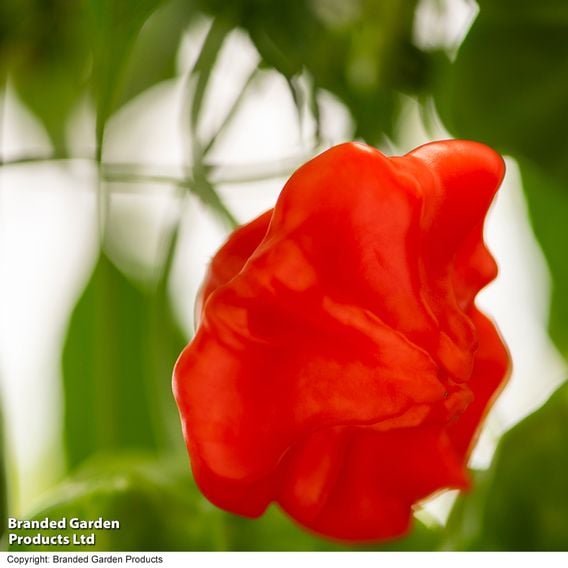 Sweet Pepper 'Sweet Coronet' (Grafted)