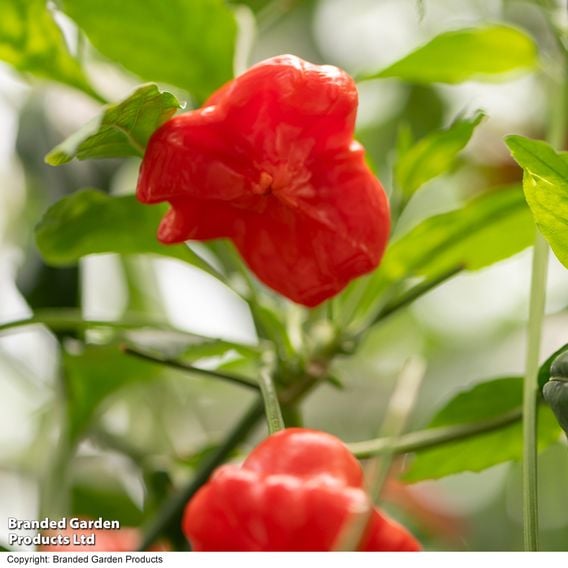 Sweet Pepper 'Sweet Coronet' (Grafted)
