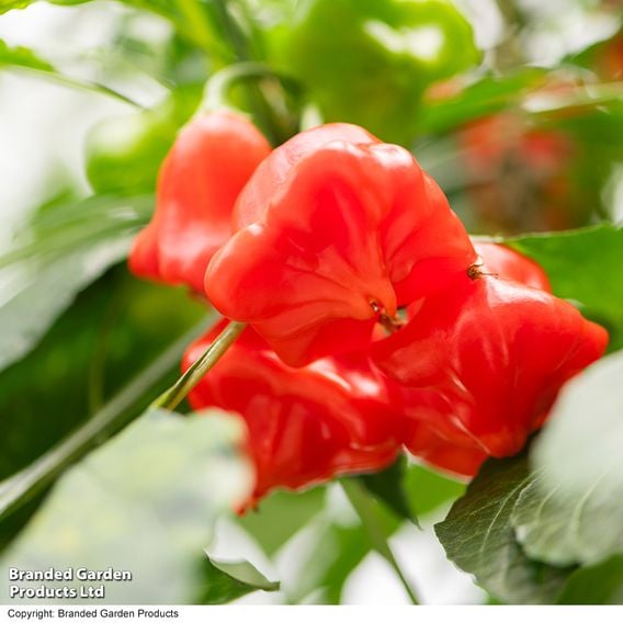 Sweet Pepper 'Sweet Coronet' (Grafted)