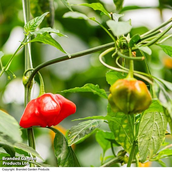 Sweet Pepper 'Sweet Coronet' (Grafted)