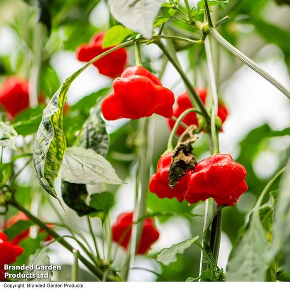 Sweet Pepper 'Sweet Coronet' (Grafted)