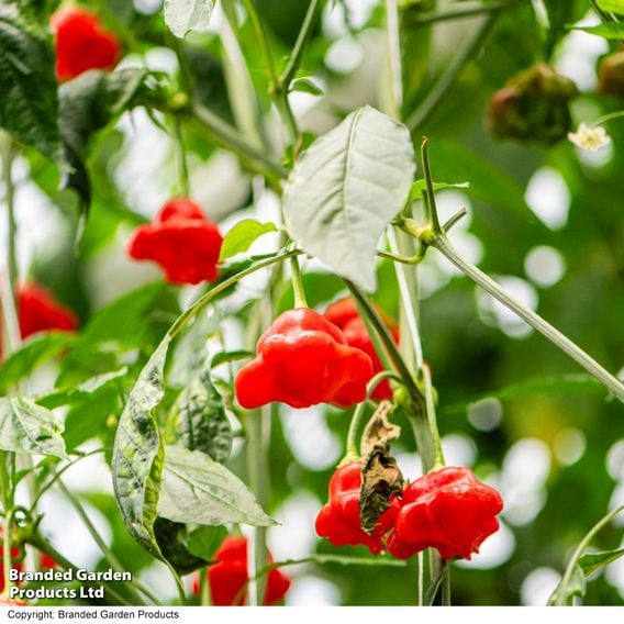 Sweet Pepper 'Sweet Coronet' (Grafted)