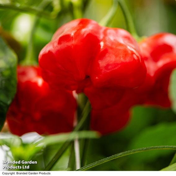 Sweet Pepper 'Sweet Coronet' (Grafted)