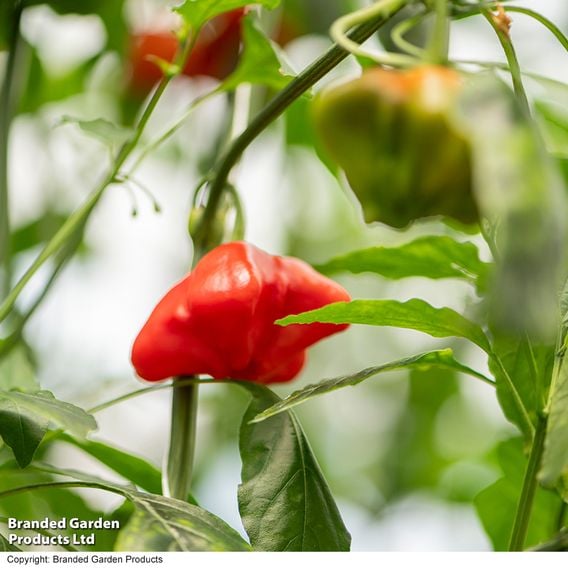 Sweet Pepper 'Sweet Coronet' (Grafted)
