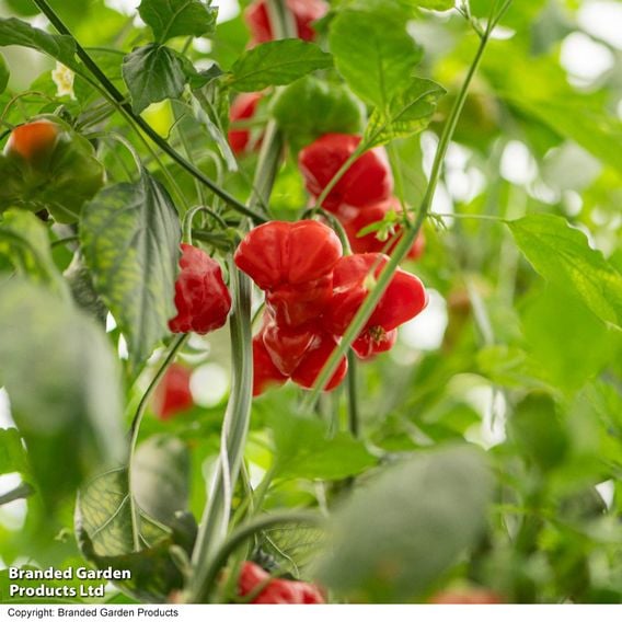 Sweet Pepper 'Sweet Coronet' (Grafted)