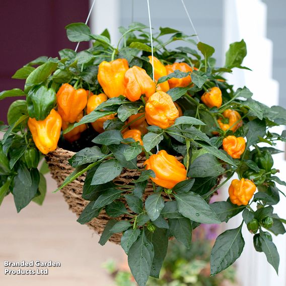 Vegetables for Small Spaces Collection