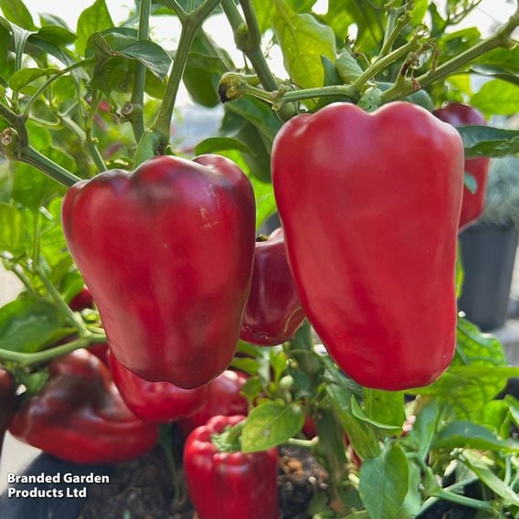 Sweet Pepper 'Virtue'