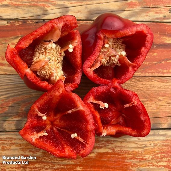 Sweet Pepper 'Virtue'