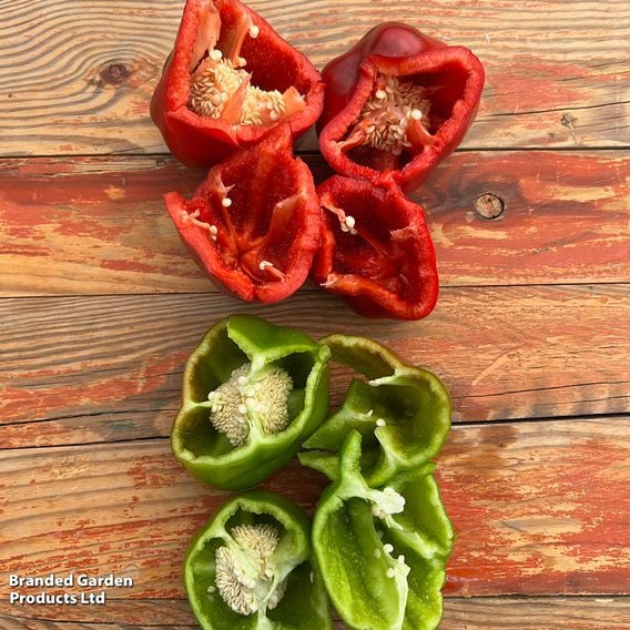Sweet Pepper 'Virtue'