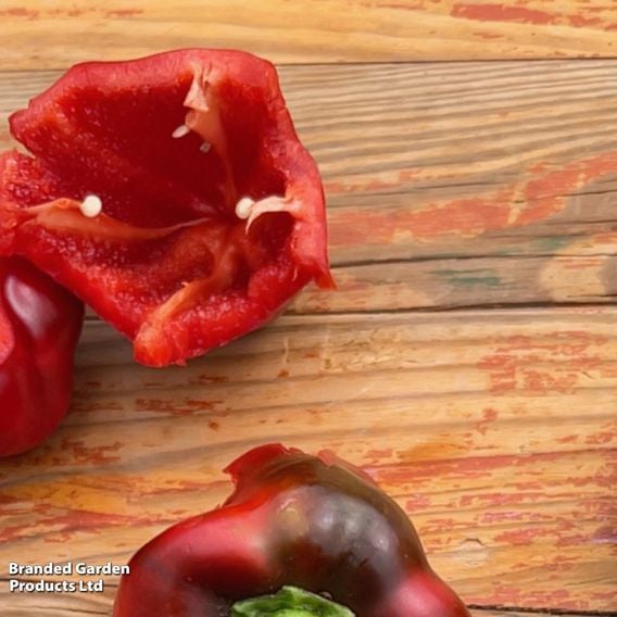 Sweet Pepper 'Virtue'