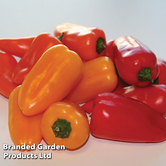 Sweet Pepper 'Snack Red'