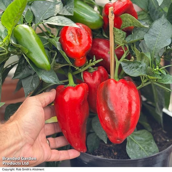 Sweet Pepper 'Virtue'