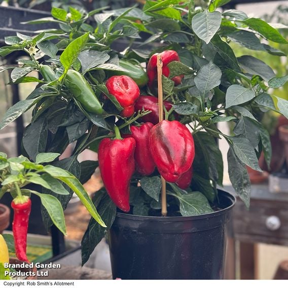 Sweet Pepper 'Virtue'