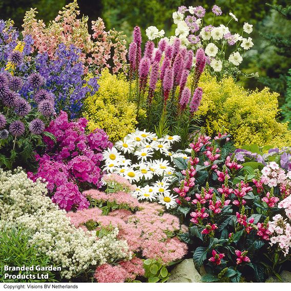 Nurserymans Choice Perennial Cottage Garden Collection