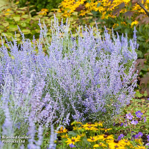 Perovskia 'Lacey Blue'
