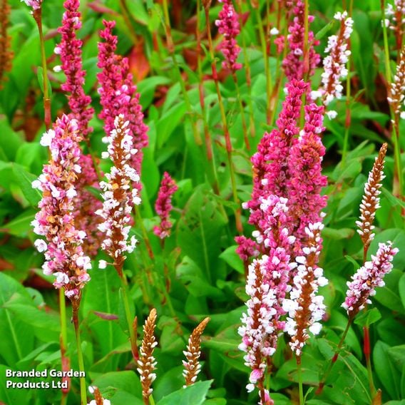 Persicaria affinis 'Darjeeling Red'