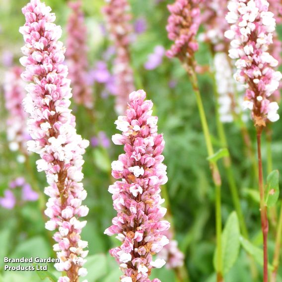 Persicaria affinis 'Darjeeling Red'