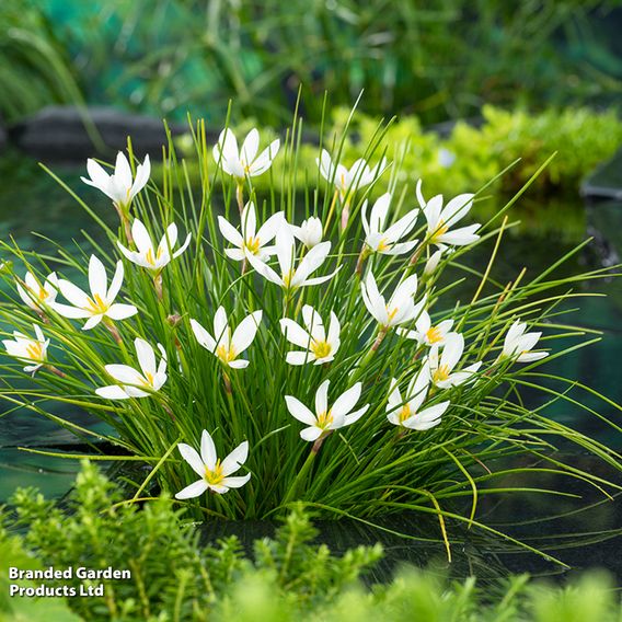 Zephyranthes candida (Marginal Aquatic)