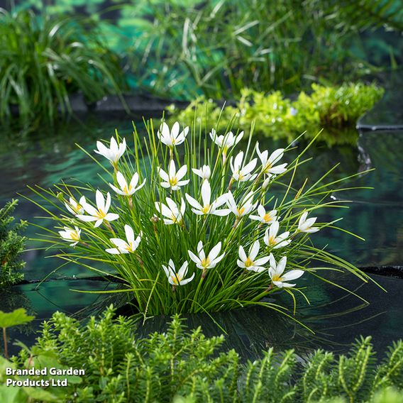 Zephyranthes candida (Marginal Aquatic)