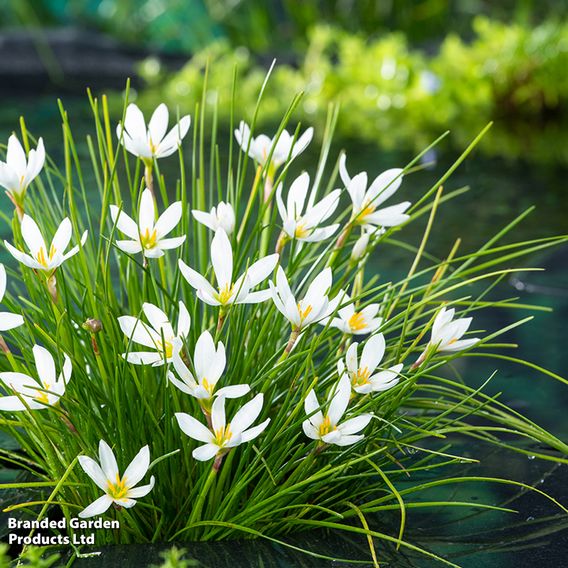 Zephyranthes candida (Marginal Aquatic)