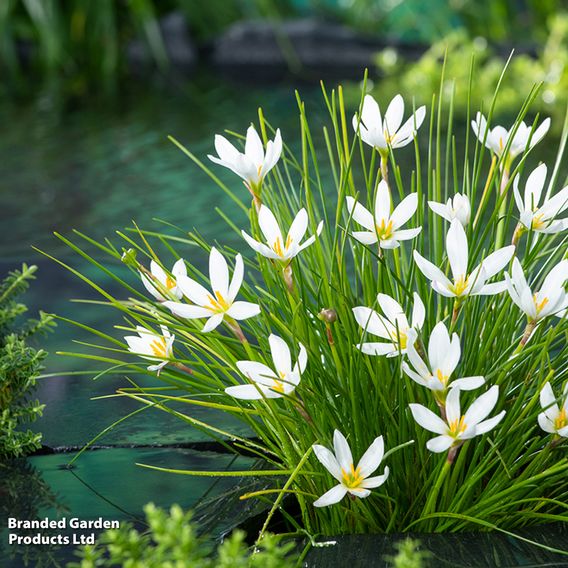 Zephyranthes candida (Marginal Aquatic)
