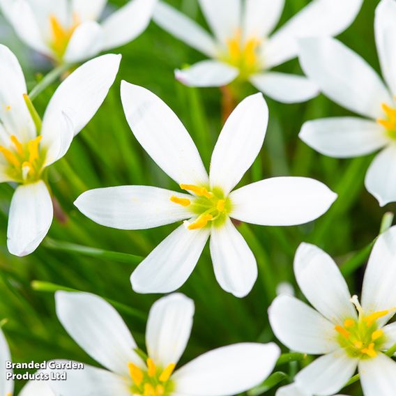 Zephyranthes candida (Marginal Aquatic)