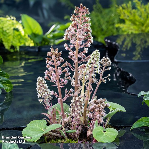 Petasites hybridus (Marginal Aquatic)