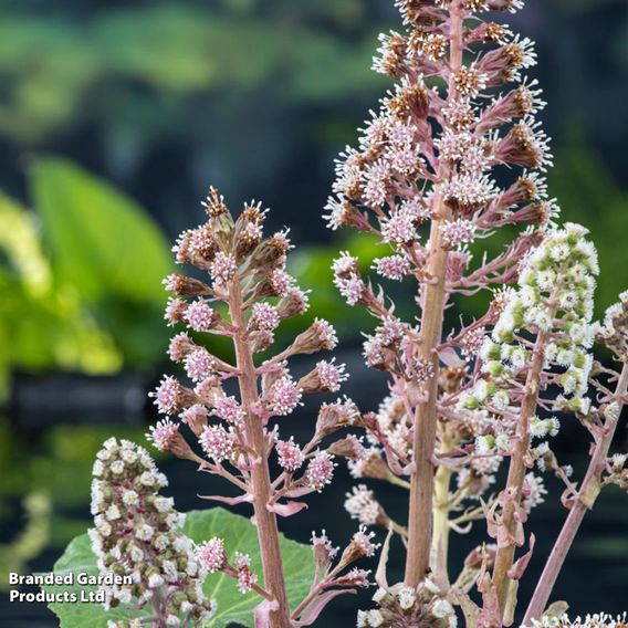 Petasites hybridus (Marginal Aquatic)