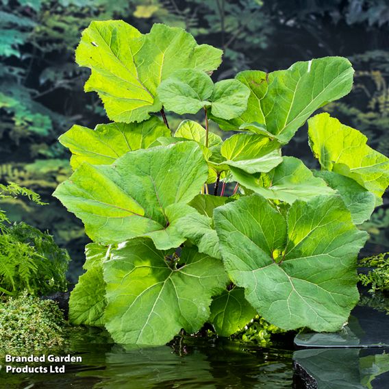 Petasites hybridus (Marginal Aquatic)