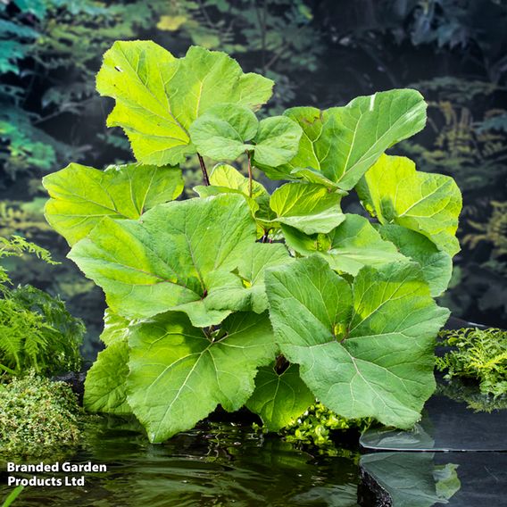 Petasites hybridus (Marginal Aquatic)