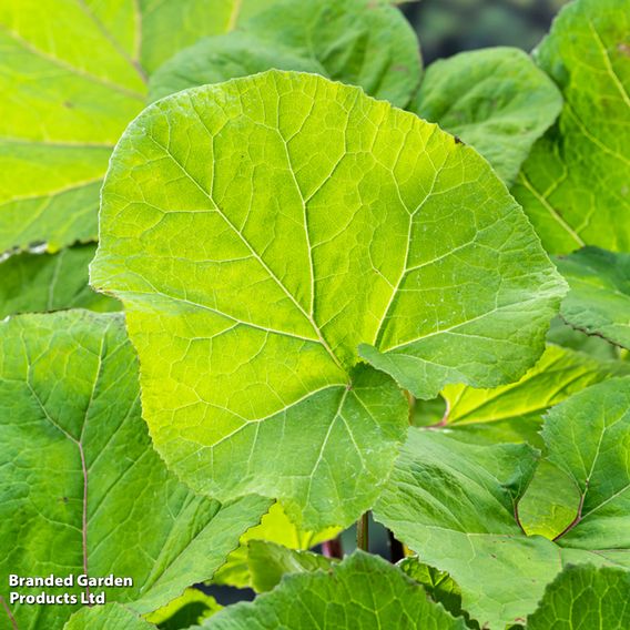 Petasites hybridus (Marginal Aquatic)