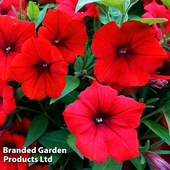 Petunia 'Trailing Surfinia Deep Red'