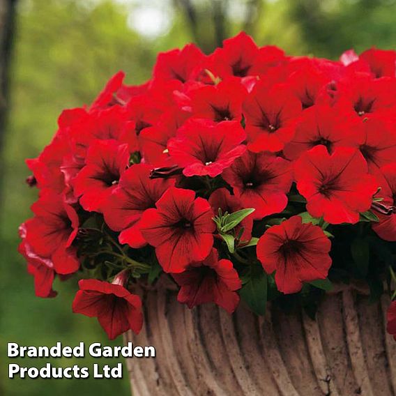 Petunia 'Trailing Surfinia Deep Red'