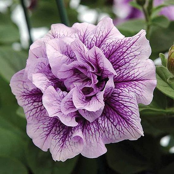 Petunia 'Priscilla'