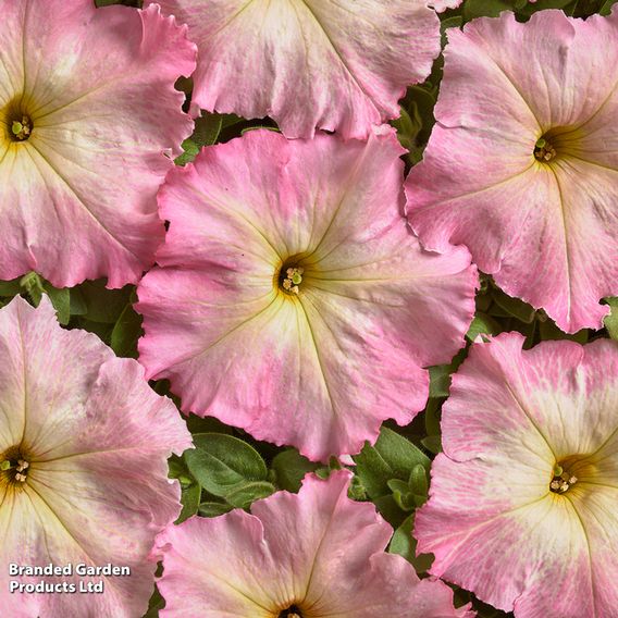 Petunia hybrida 'Alenka' F1 - Seeds