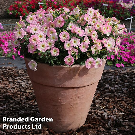 Petunia hybrida Alenka F1 - Seeds