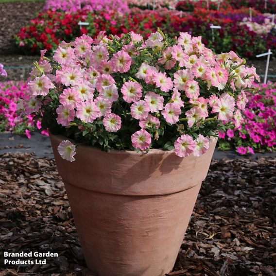Petunia hybrida 'Alenka' F1 - Seeds