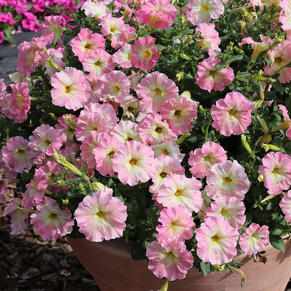 Petunia hybrida 'Alenka' F1 - Seeds