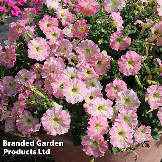 Petunia hybrida Alenka F1 - Seeds