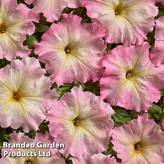 Petunia hybrida Alenka F1 Seeds