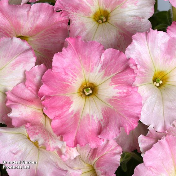 Petunia hybrida 'Alenka' F1 - Seeds
