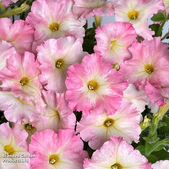 Petunia hybrida 'Alenka' F1 - Seeds