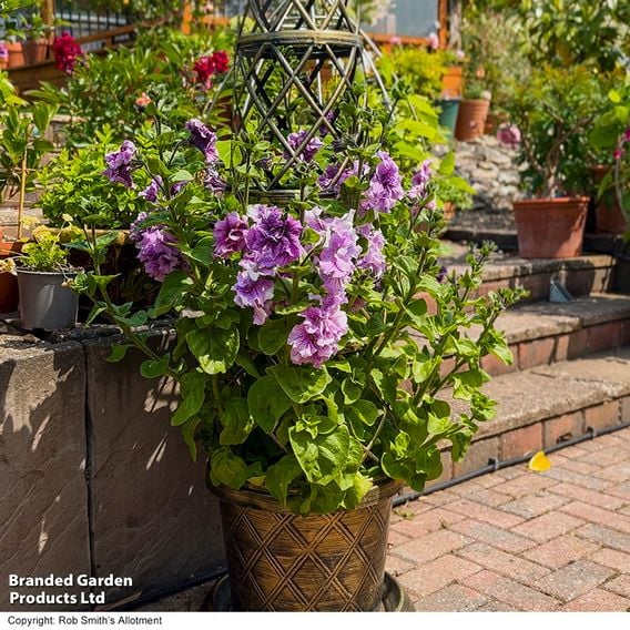 Petunia 'Allegra Orchid Vein'
